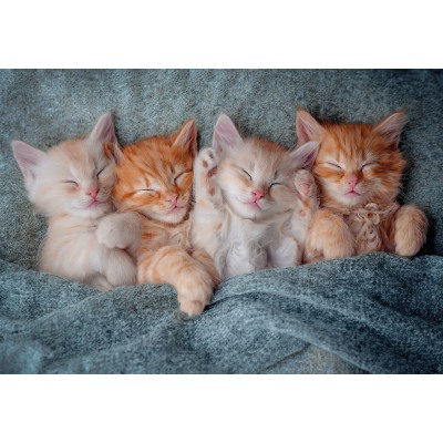 Puzzle Chatons Mignons Castorland Pi Ces Puzzles Chats