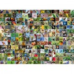 Puzzle   Collage - World's most Beautiful Birds