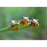 Puzzle  Bluebird-Puzzle-F-90128 Friendly Frogs