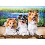 Puzzle  Castorland-222117 Shetlands dans le jardin de lavande