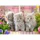 Three Grey Kittens