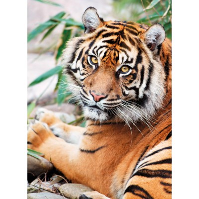 Puzzle Clementoni-39295 Tigre de Sumatra