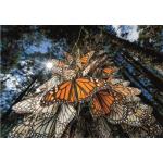 Puzzle  Clementoni-39732 National Geographic - Papillons