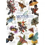 Puzzle   Moth Collection