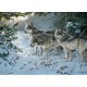 Persis Clayton Weirs : Le Sentier des Loups