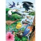 Puzzle Cadre - North American Birds