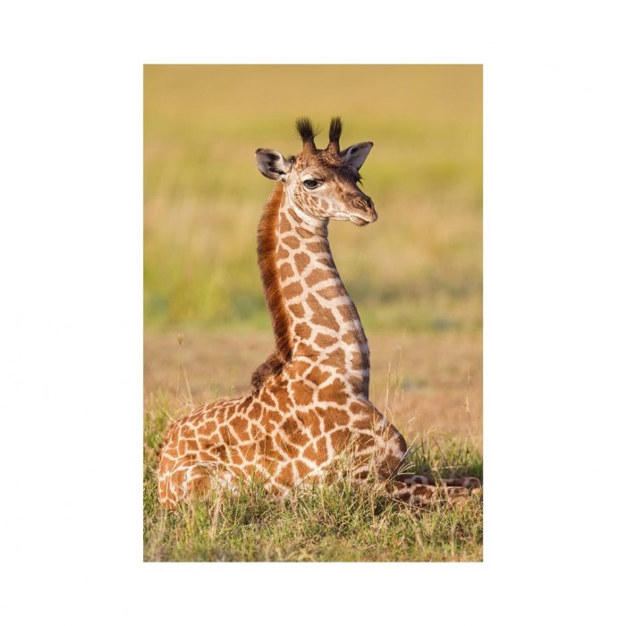  Dino-33122-Girafe Mini-puzzle Girafe