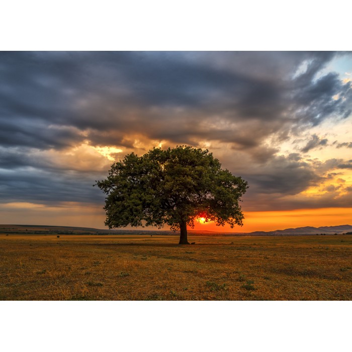 Puzzle  Enjoy-Puzzle-2065 Éclipse de Feuilles