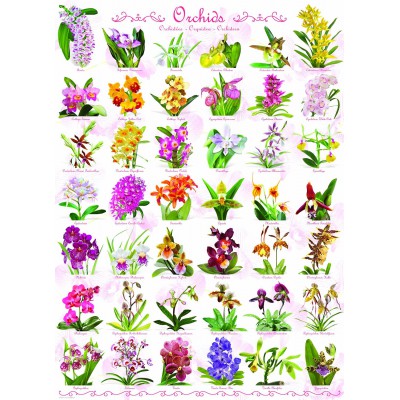 Puzzle Eurographics-6000-0655 Orchidées