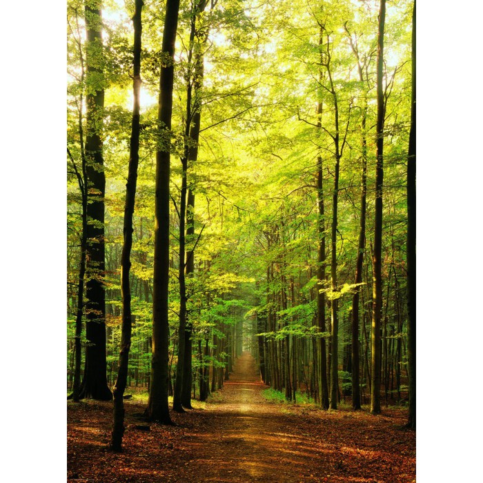 Puzzle Eurographics-6000-3846 Sous-Bois