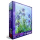 Claude Monet : Iris (détail)