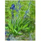 Van Gogh Vincent : Les iris