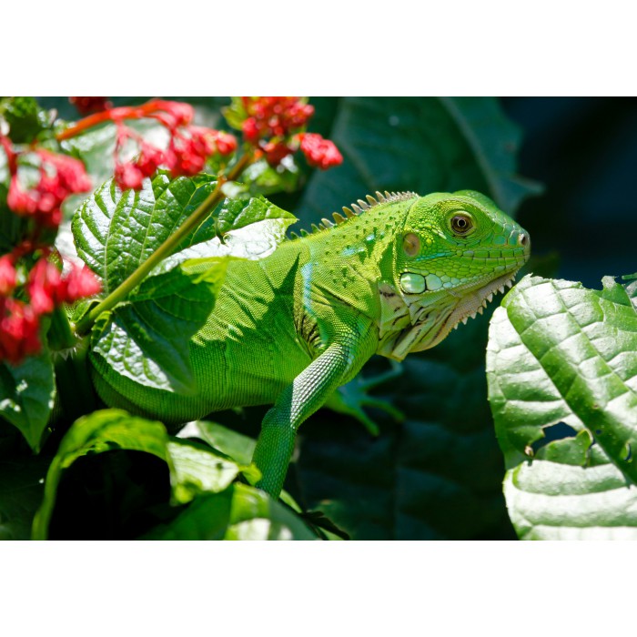 Puzzle  Grafika-F-30949 Iguane