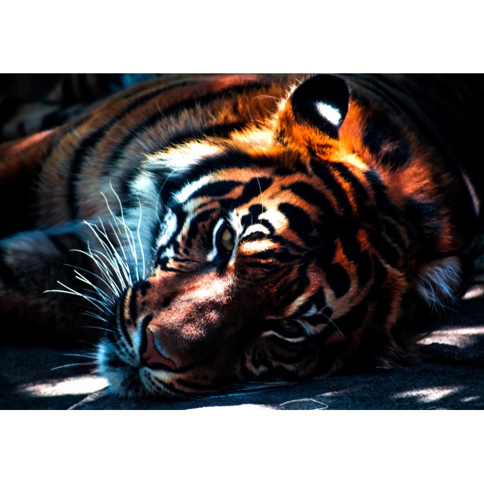 Puzzle  Grafika-F-31047 Tigre