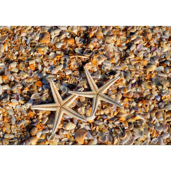 Puzzle  Grafika-F-31851 Coquillages et Etoiles de Mer