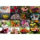 Collage - Bouquets de Fleurs