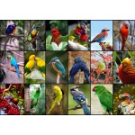 Puzzle   Collage - Oiseaux Colorés