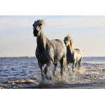 Puzzle  Grafika-F-32806 Chevaux