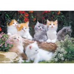 Puzzle   Baby Cats