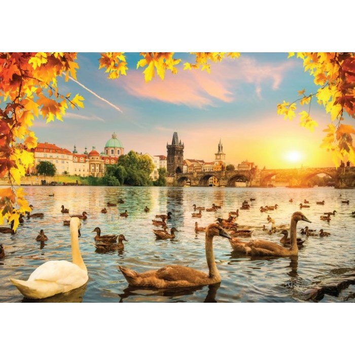 Swans near Charles Bridge