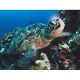 Pièces XXL - Green Sea Turtle