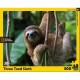Pièces XXL - Three Toed Sloth