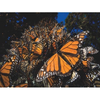 Puzzle New-York-Puzzle-NG1987 Pièces XXL - Monarch Butterflies