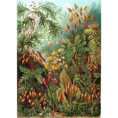 Puzzle-Michele-Wilson-A736-350 Puzzle en Bois - Ernst Haeckel - Planche Botanique