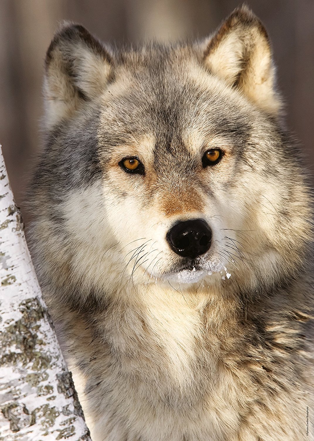 Puzzle 1000 pièces - Famille de loups dans la forêt