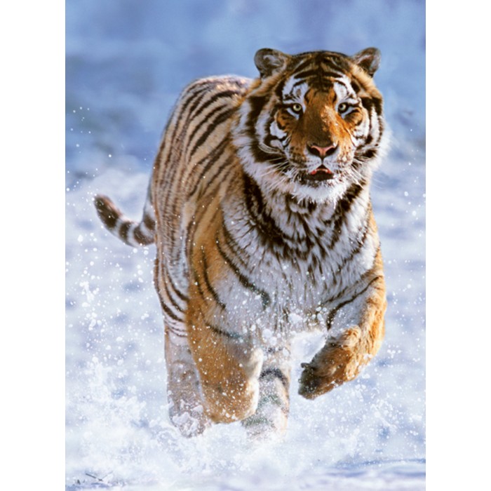 Puzzle Ravensburger-00148 Tigre dans la Neige