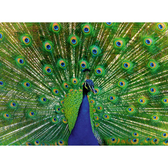  Ravensburger-01332 Paon - Puzzle Highlight - Animaux Colorés