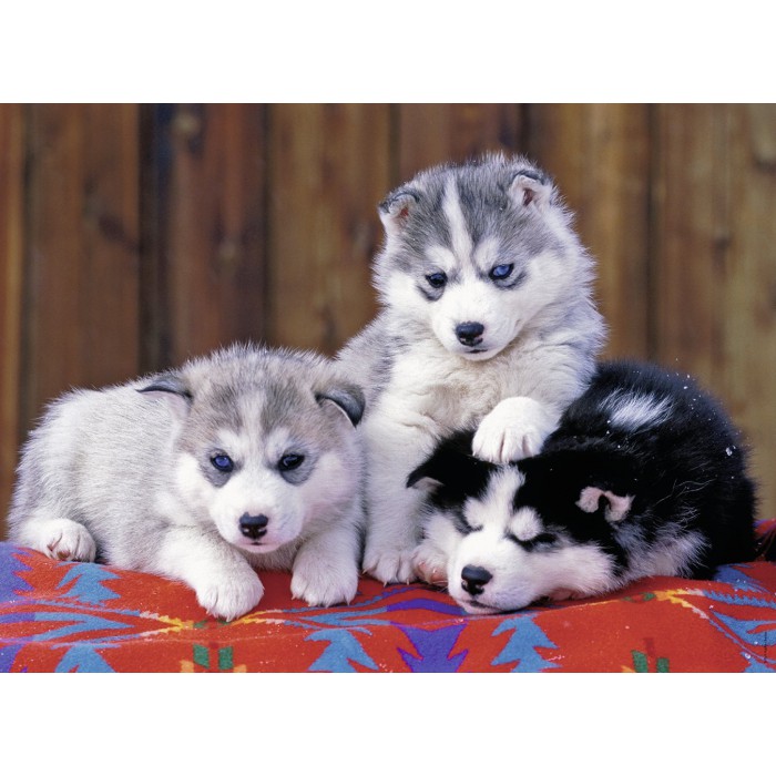 Puzzle Ravensburger-12823 Pièces XXL - Mignons Huskies