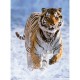 Tigre dans la Neige