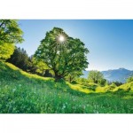 Puzzle   Érable sycomore au soleil - Saint-Gall, Suisse