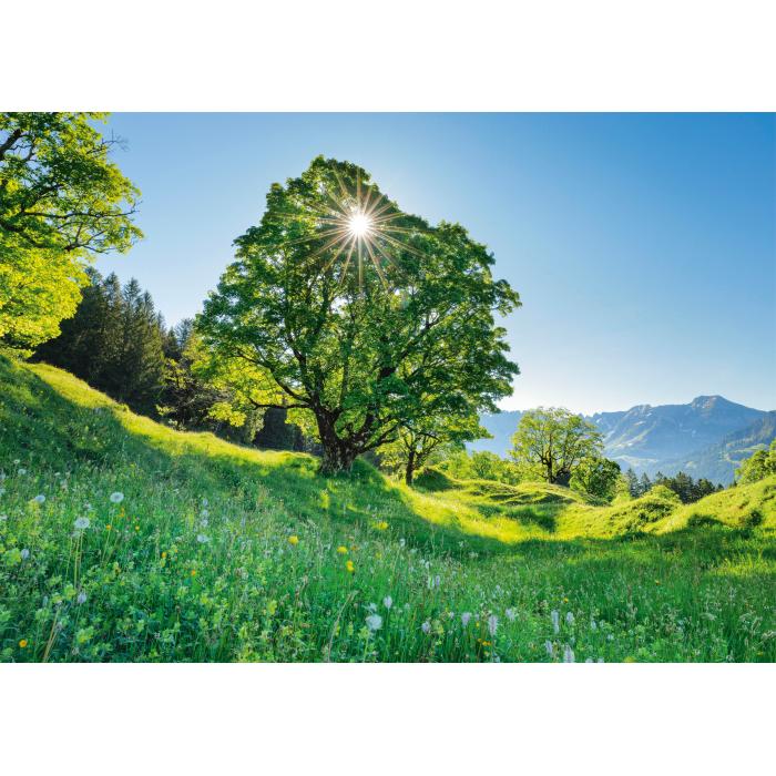 Puzzle   Érable Sycomore au Soleil - Saint-Gall, Suisse