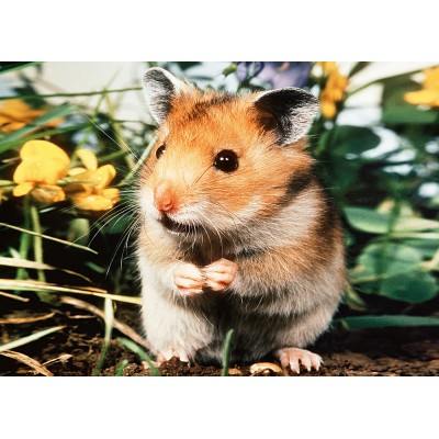 Puzzle Step-Puzzle-77010-01 Hamster