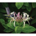 Puzzle   Trouver du Nectar